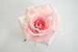 Preview: Einzelklammer Rose rose'